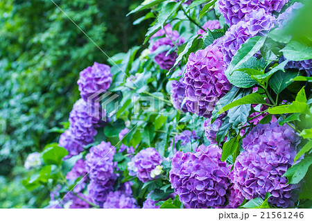 アジサイ あじさい 紫色 紫陽花 梅雨 初夏の花 植物 紫陽花の画像素材 写真素材 コピースペースの写真素材