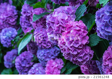最高紫陽花 の 画像 すべての美しい花の画像