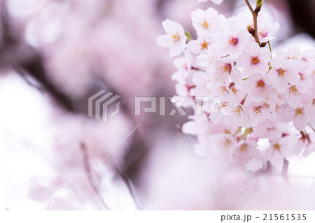 サクラ 桜 さくら 染井吉野 ソメイヨシノ そめいよしの コピースペース 文字スペース サクラ 桜 さくら 染井吉野 ソメイヨシノ そめいよしの コピースペース 文字スペース 21561535
