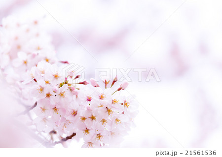 サクラ　桜　さくら　染井吉野　ソメイヨシノ　そめいよしの　コピースペース　文字スペース 21561536