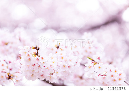サクラ 桜 さくら 染井吉野 ソメイヨシノ そめいよしの コピースペース 文字スペース サクラ 桜 さくら 染井吉野 ソメイヨシノ そめいよしの コピースペース 文字スペース 21561578