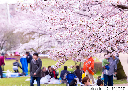 お花見 宴会 サクラ 桜 さくら 染井吉野 ソメイヨシノ そめいよしの コピースペース 文字スペースの写真素材