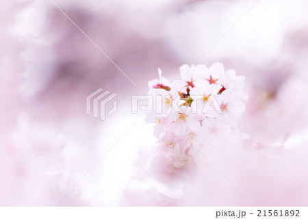 サクラ　桜　さくら　染井吉野　ソメイヨシノ　そめいよしの　コピースペース　文字スペース 21561892