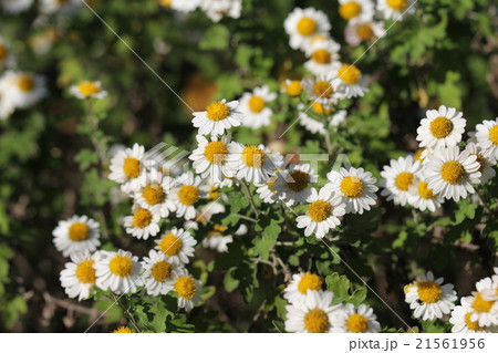 リュウノウギク 21561956