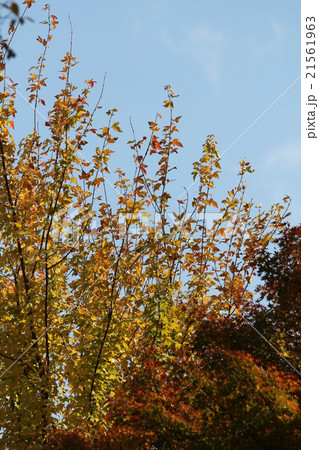 ユリノキ 21561963