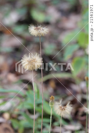 センボンヤリの種 21561971