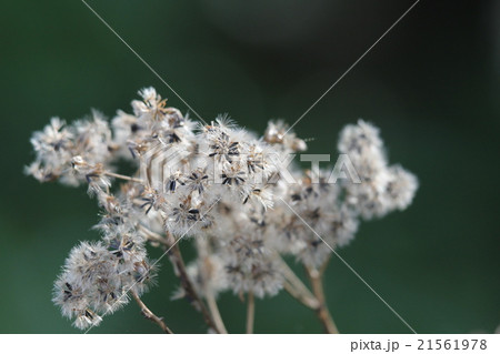 マルバフジバカマの冠毛 マルバフジバカマの冠毛 21561978