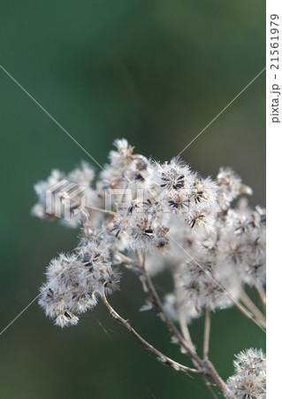 マルバフジバカマの冠毛の写真素材