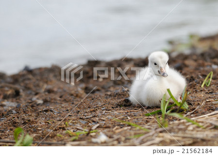 オオハクチョウのヒナ 21562184