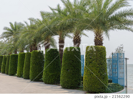 palm trees and hedges palm trees and hedges 21562290