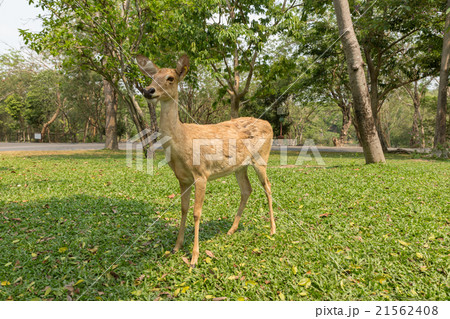 burmese brow-antlered deer burmese brow-antlered deer 21562408