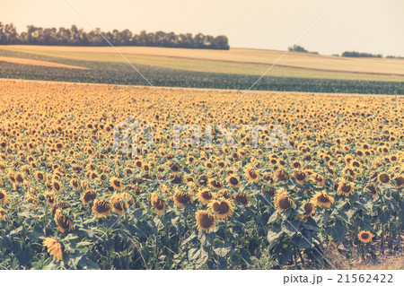Sunflowers Field Sunflowers Field 21562422