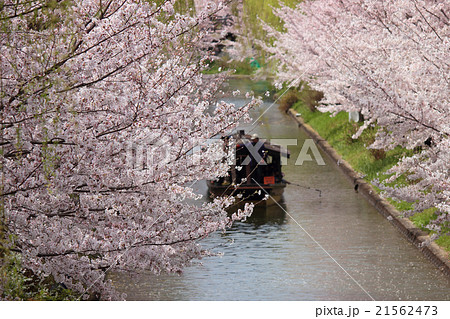 京都 伏見 桜と十石舟 京都 伏見 桜と十石舟 21562473