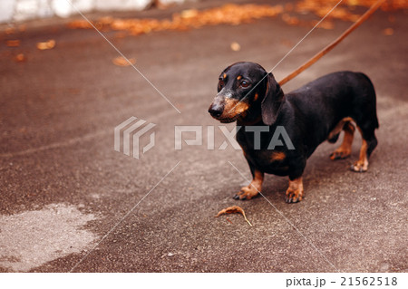 Black Dachshund in the Street Black Dachshund in the Street 21562518