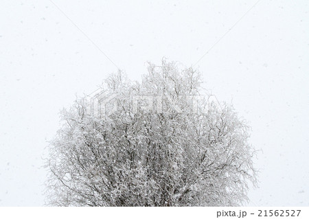 雪降る日 21562527