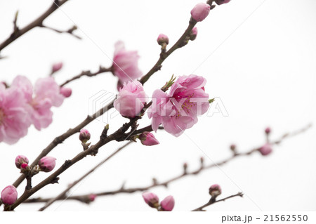 花桃 花桃 21562550