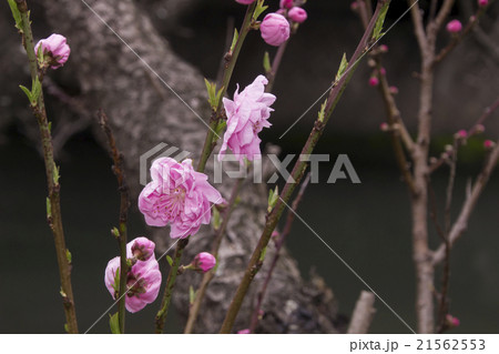花桃 花桃 21562553