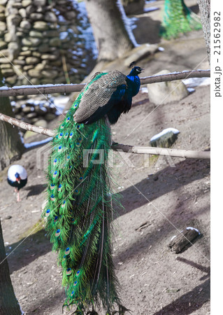Portrait of beautiful peacock with feathers out 21562982