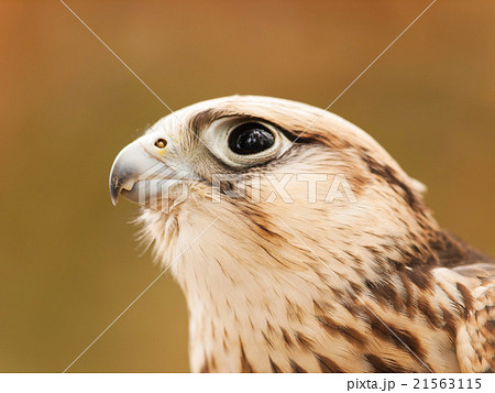Portrait of saker falcon 21563115