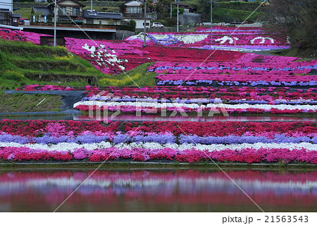 山口県 大道理地区の棚田 芝桜 山口県 大道理地区の棚田 芝桜 21563543