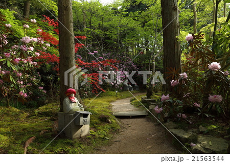 秋穂 岩屋山 地蔵院 日本シャクナゲ 秋穂 岩屋山 地蔵院 日本シャクナゲ 21563544
