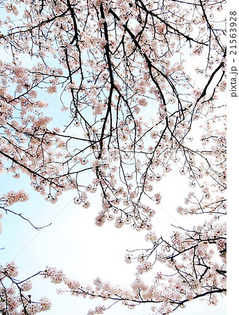 桜 桜 21563928