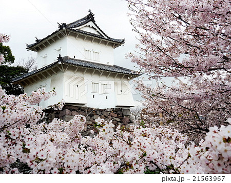 サクラ サクラ 21563967