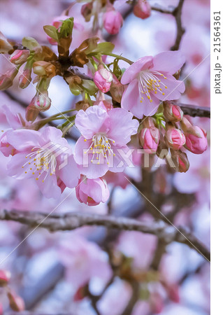 満開の桜 21564361