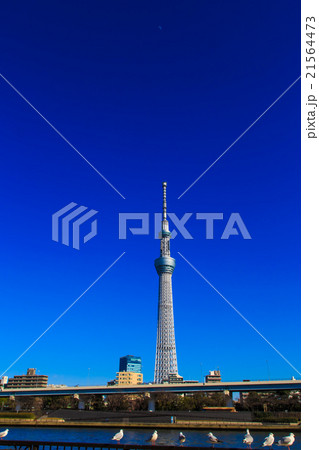 東京スカイツリー 21564473