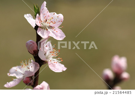 自然 植物 モモ 親戚筋のサクラ同様葉に先立って早春に美しい花をつけますの写真素材