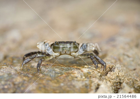 威嚇するカニ 21564486