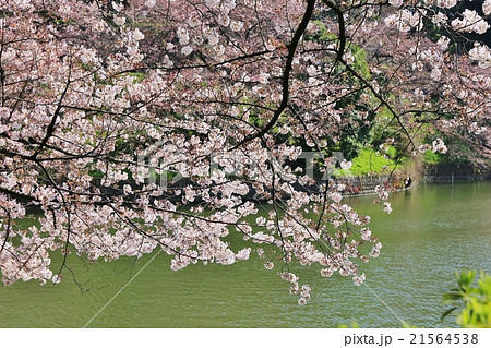 千鳥ヶ淵の桜 千鳥ヶ淵の桜 21564538