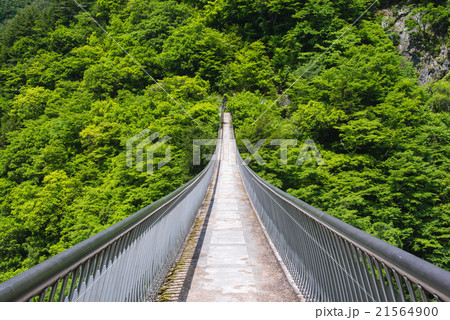 初夏の梅の木轟公園吊橋 21564900