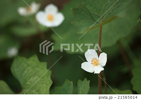 自然 植物 シラユキゲシ 四月頃フキに似た葉の間に白いきれいな花が咲きます の写真素材