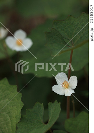 自然 植物 シラユキゲシ、四月頃フキに似た葉の間に白いきれいな花が咲きます① 自然 植物 シラユキゲシ、四月頃フキに似た葉の間に白いきれいな花が咲きます① 21565017