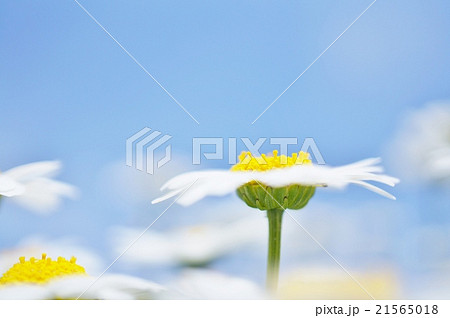 青い空に浮かぶマーガレット 21565018