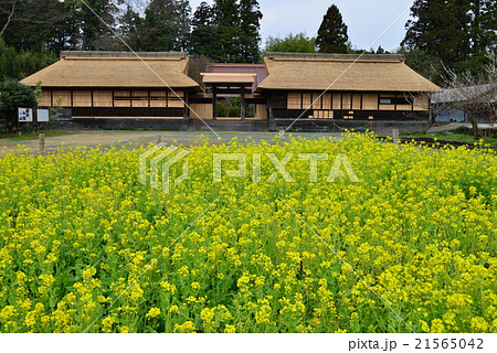 狩宿の下馬桜-井出家高麗門 狩宿の下馬桜-井出家高麗門 21565042