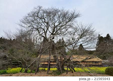 狩宿の下馬桜-もうすぐ開花 狩宿の下馬桜-もうすぐ開花 21565043