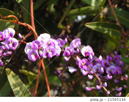 小さい胡蝶蘭のような美しい紫の花ハーデンベルギアの写真素材
