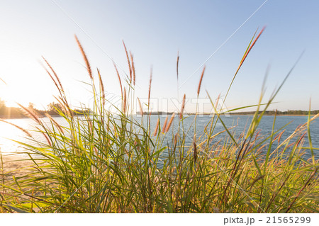 The grass in the evening. 21565299