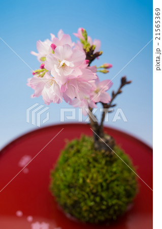 桜盆栽 桜盆栽 21565369