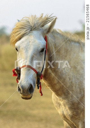 close up of male white horse in rural field 21565468