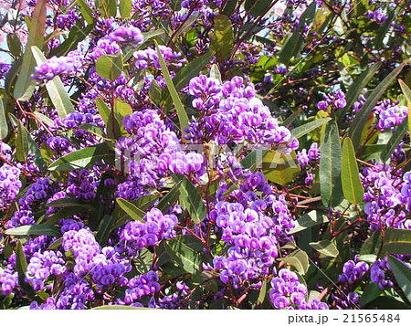 小さい胡蝶蘭のような美しい紫の花ハーデンベルギアの写真素材