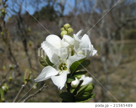 春に咲くリキュウバイの白い花の写真素材