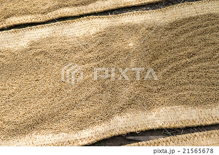 種蒔き前の稲の種籾(コシヒカリ)3 種蒔き前の稲の種籾(コシヒカリ)3 21565678