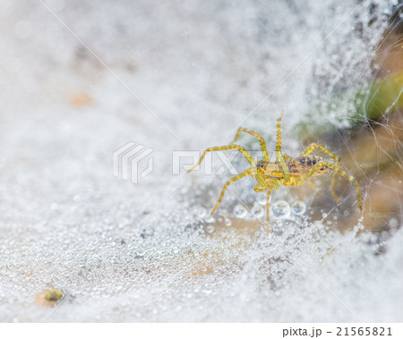 Little Spider on Web of Dew Drops 21565821