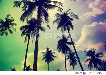 Coconut tree Vintage 21565965