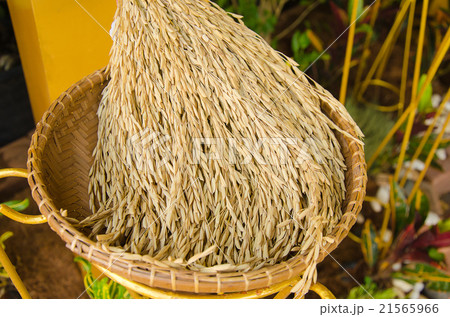 rice paddy rice paddy 21565966