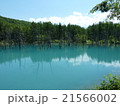 コバルトブルーの青い池 21566002