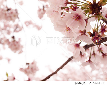 桜の花 桜の花 21566193